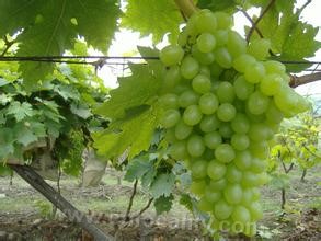 Yongle grapes