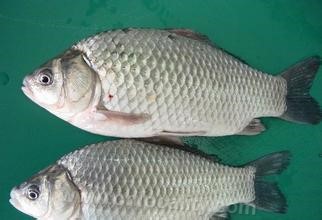 Crucian carp in Liaozhong