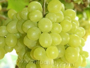 Jingyu grape