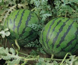 Xiaoliangshan watermelon