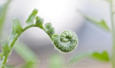 edible tender leaves of brakes