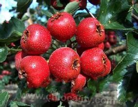 Crataegus pinnatifida (hawthorn)