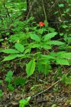 Changbai mountain ginseng