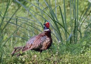 pheasant