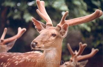 pilose antler (of a young stag)