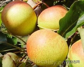 Yanbian Pingguo pear