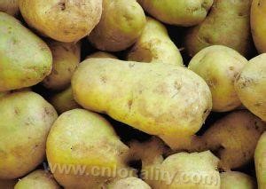 Guyang potato