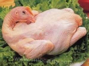 Carnivorous chicken