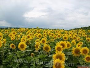 Baicheng sunflower