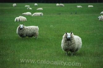 High quality fine wool sheep