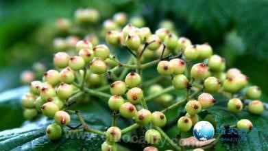 Huadian mountain fruit