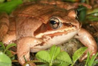 Rana baishanensis