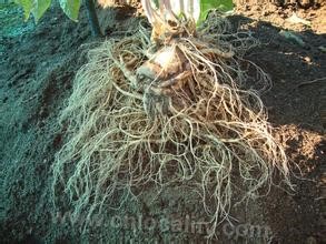 Garden ginseng