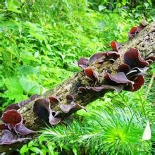 Wild auricularia auricula in Changbai Mountain