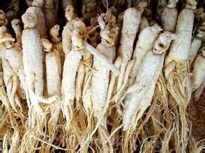 Jilin ginseng