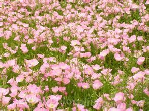 evening primrose