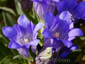 rough gentian