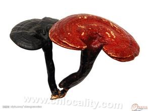 glossy ganoderma