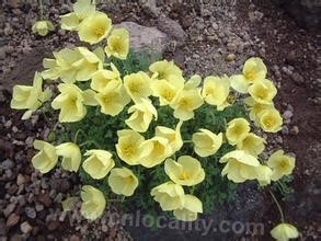 Alpine poppy