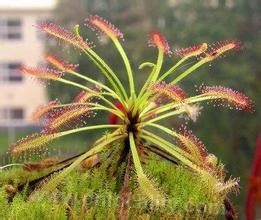 sundew