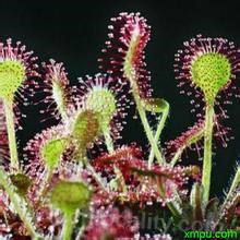 Jilin-sundew