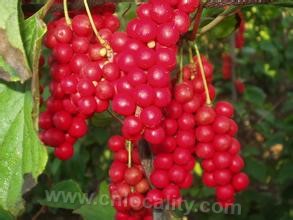 fruit of Chinese magnolia vine