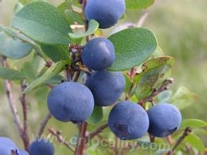 China Arctic Blueberries