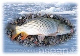 Hulun lake carp