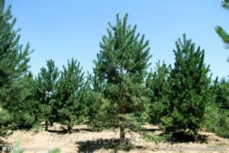 pinus sylvestris var. mongolica