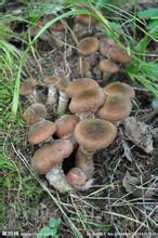 Wild hazel mushroom