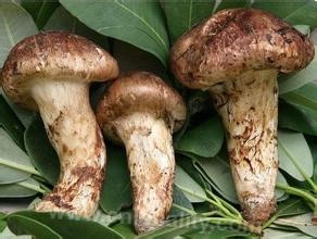 Tricholoma matsutake