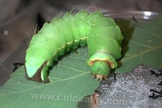 giant silkworm