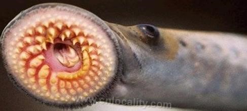 lamprey