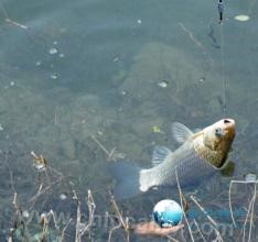 Jingpohu lake crucian carp