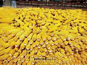 Arong corn