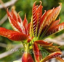 Toona sinensis with red head in Sijiashu...