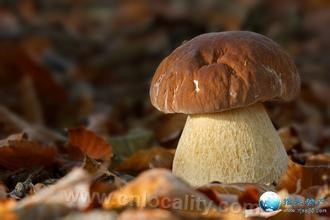 Boletus Suifenhe