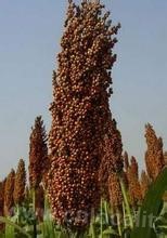 Lishu sorghum