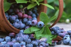 Pear tree blueberry