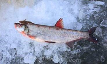 Xingkaihu big white fish