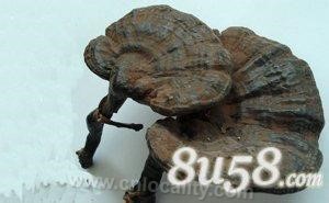 Ganoderma Jixi