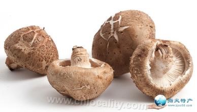 Chengzihe shiitake mushroom