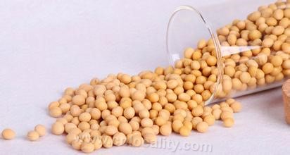 Baoqing soybean