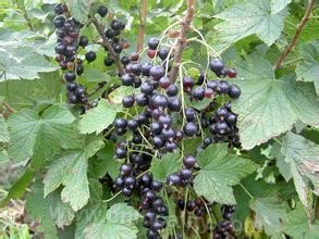 Black bean fruit