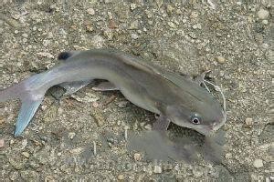 Shuangyashan catfish