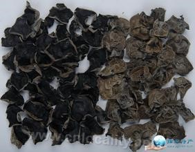 Auricularia lingdong