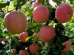 Apple in Taizimu Village