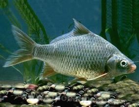 Jiang crucian carp