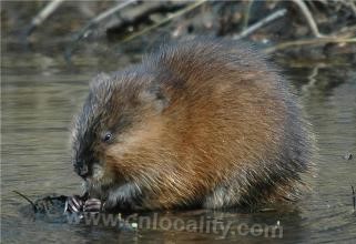 Muskrat (alias: water rat, green root mi...