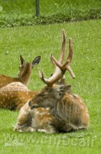 Sika deer (Cervidae)